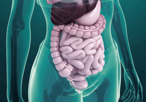 Guía práctica para mejorar la digestión y absorber nutrientes