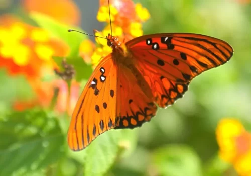 ejemplos de simbiosis en la naturaleza